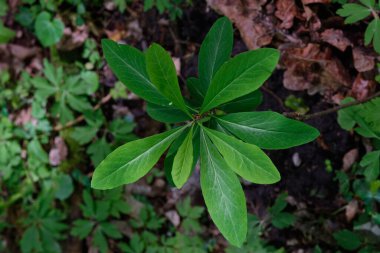 İlkbahar Şubat Daphne (Daphne mezereum) yukarıdan ayrılır, Bialowieza Ormanı, Polonya, Avrupa