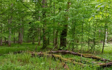 Ön planda kırık boynuz kiriş ağacı, Bialowieza Ormanı, Polonya ve Europ ile baharda zengin yaprak döken standı