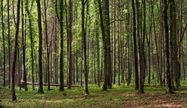 Bahar zamanı yaprak döken ağaçlar gün batımında meşe ve korna ışıklarıyla, Bialowieza Ormanı, Polonya, Avrupa