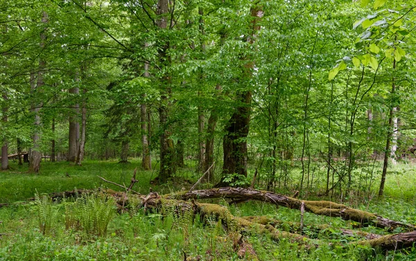 Rikas Lehtiteline Keväällä Katkennut Valkopuuta Etualalla Bialowieza Forest Puola Europ — kuvapankkivalokuva