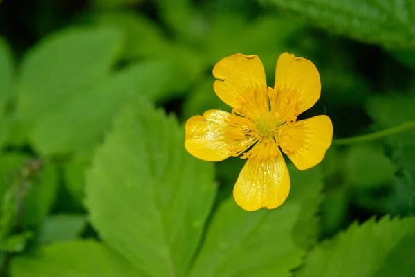 Single Creeping Buttercup Rannunculus Repens Flower Fuzzy Leaves Background Bialowieza — Stock Photo, Image