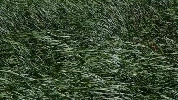 Green Reed Grass Srowing Spring Podlaskie Voivodeship Poland Europe — 비디오