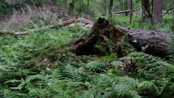Ferns Wind Dead Spruce Tree Log Bialowieza Forest Polen Europa — Stockvideo