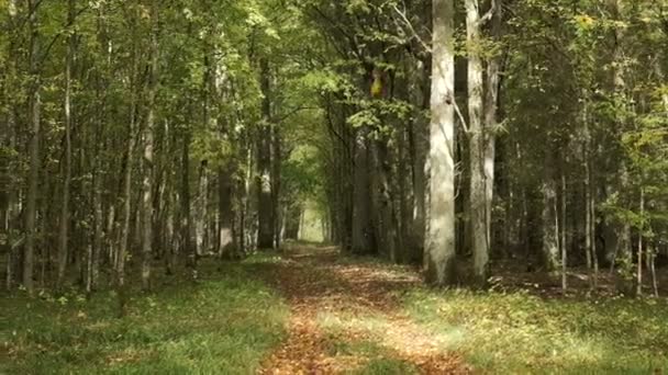 Vieux peuplement naturel de feuillus avec chênes et feuilles tombant