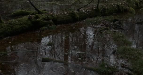 Дождь в осеннем лесу — стоковое видео