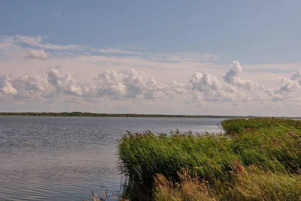 Миролюбивое Озеро Опая Летом Тростниковой Травой Переднем Плане Опая Латвия — стоковое фото