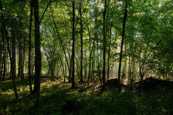 陽射しが霧の多い朝に落葉樹林に入り 手前に幼生の角梁 ポーランド ヨーロッパのBialowieza森林 — ストック写真