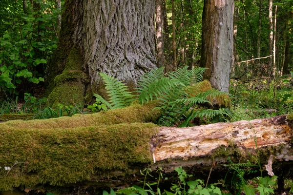 Baharda eski anıtsal meşe ağacının yanında eğreltiotu sürüsü, Bialowieza Ormanı, Polonya, Avrupa