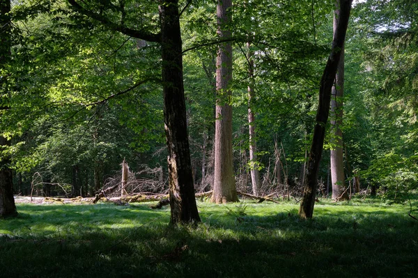 Grupo Árvores Velhas Floresta Contra Luz Tarde Floresta Bialowieza Polônia — Fotografia de Stock