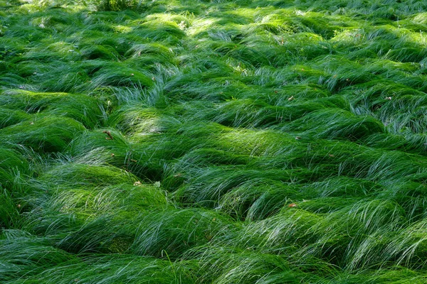 Bahar Ormanı, Bialowieza Ormanı, Polonya ve Avrupa 'da kısmen aydınlatılmış bölge