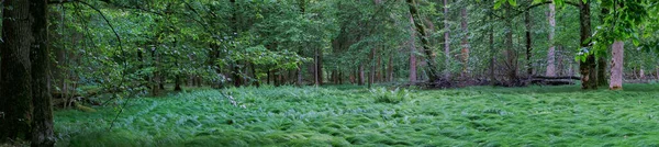 Springtime Deciduous Stand Grassy Glade Panorama Bialowieza Forest Poland Europe — Stock Photo, Image