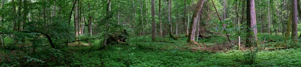 Wiosenna Panorama Lasów Liściastych Olchami Ziemią Puszcza Białowieska Polska Europa — Zdjęcie stockowe