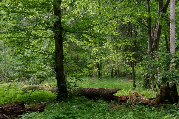 Riche Peuplement Feuillus Printemps Avec Érable Cassé Premier Plan Forêt — Photo
