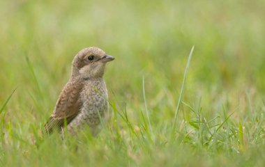  Kızıl sırtlı Shrike (Lanius collurio) çim portresi, Podlasie Voyvodeship, Polonya, Avrupa