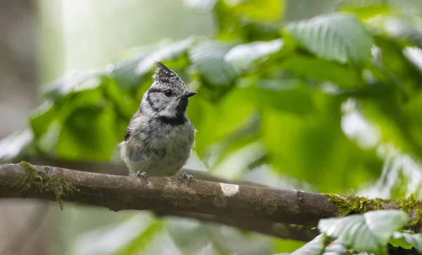 European Crested Tit Branch Fuzzy Green Background Podlasie Region Poland — Stockfoto