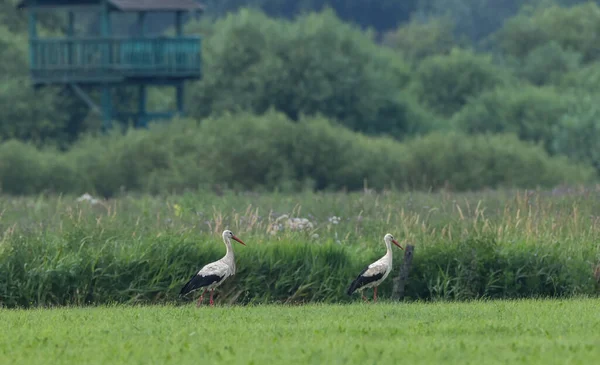 Weißstorch Auf Der Wiese Mit Vogelbeobachtungsturm Hintergrund Woiwodschaft Podlaskie Polen — Stockfoto