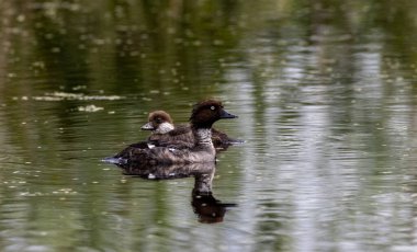 Su, Bialowieza Ormanı, Polonya ve Avrupa 'da yuva yapmış Kadın Ortak Goldeneye (Bucephala clurla)
