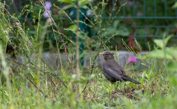 Europese Merula Turdus Merula Tussen Onkruid Tuin Podlaskie Woiwodschap Polen — Stockfoto