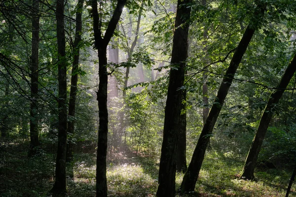 Sunbeam Entering Rich Deciduous Forest Misty Morning Bialowieza Forest Poland — Stock Photo, Image