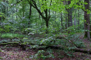 Yazın eski yaprak döken ormanlarda yaşlı ağaçlar, Bialowieza Ormanı, Polonya, Avrupa