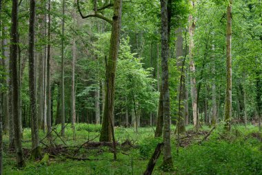 İlkbaharda kırılan meşe ağacı boynuz ve küllerle dolu doğal yaprak döken orman, Bialowieza Ormanı, Polonya, Avrupa