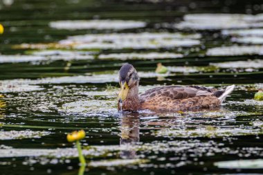 Mallard (Anas platyrhynchos) su, Bialowieza Ormanı, Polonya, Avrupa