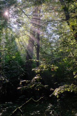 Yazın sisli sabahlarda meşe ve korna ışıklarıyla enkaz tezgahı, Bialowieza Ormanı, Polonya, Avrupa