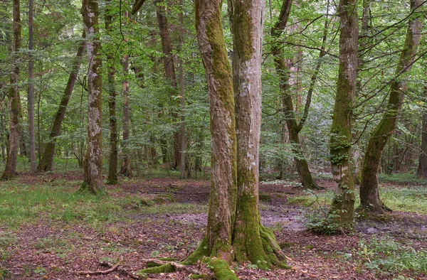 Old deciduous forest in summer with old hornbeam tree in foreground,Bialowieza Forest,Poland,Europe