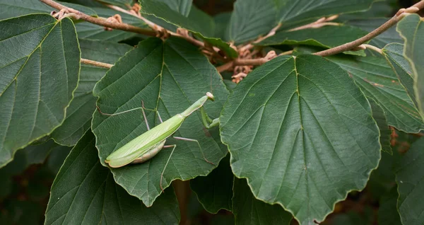 Female European Mantis (Mantis religiosa) close up, Podlasie Region, Poland, Europe