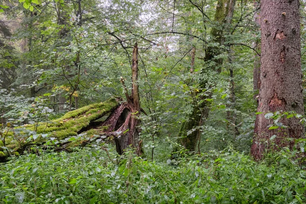 Árvore Velha Hornbeam Que Encontra Floresta Verão Lado Árvore Inoperante — Fotografia de Stock