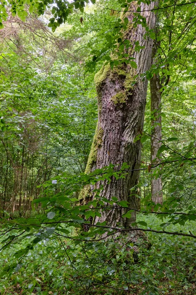Letni Naturalny Las Liściasty Dębami Grabami Puszcza Białowieska Polska Europa — Zdjęcie stockowe