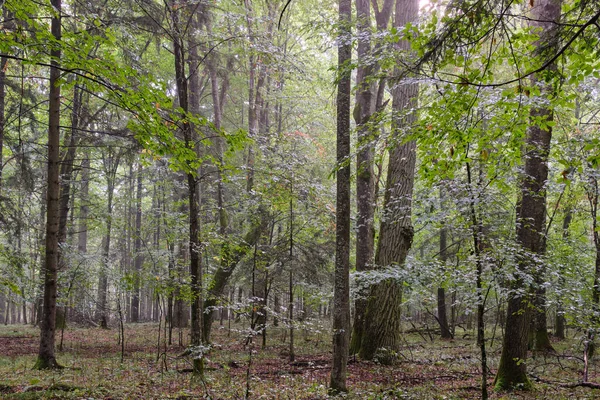 比亚洛维萨森林 落叶森林 长有老橡树和角木的朦胧的日出 — 图库照片