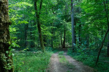 Toprak yol yaz ormanı güneşte, Bialowieza Ormanı, Polonya, Avrupa