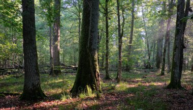 Yazın sabah sisinde meşe ağaçları, Bialowieza Ormanı, Polonya, Avrupa