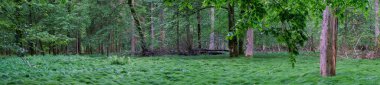 Pringtime yaprak dökme standı çimenli açıklık panorama, Bialowieza Ormanı, Polonya, Avrupa