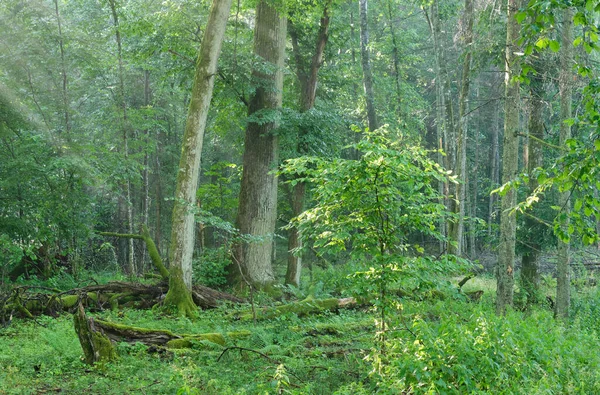 Árvore Caduca Manhã Com Carvalho Urtiga Primeiro Plano Floresta Bialowieza — Fotografia de Stock