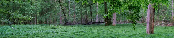 Pringtime Deciduous Stand Grassy Glade Panorama Bosque Bialowieza Polonia Europa — Foto de Stock