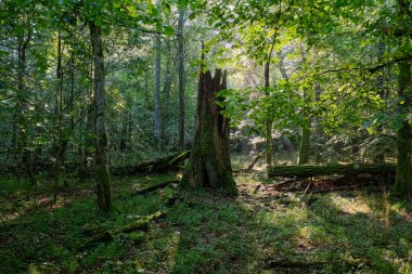 Yazın sisli sabahlarda meşe ve korna ışıklarıyla enkaz tezgahı, Bialowieza Ormanı, Polonya, Avrupa