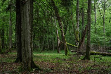 İlkbaharda kırılan meşe ağacı boynuz ve küllerle dolu doğal yaprak döken orman, Bialowieza Ormanı, Polonya, Avrupa
