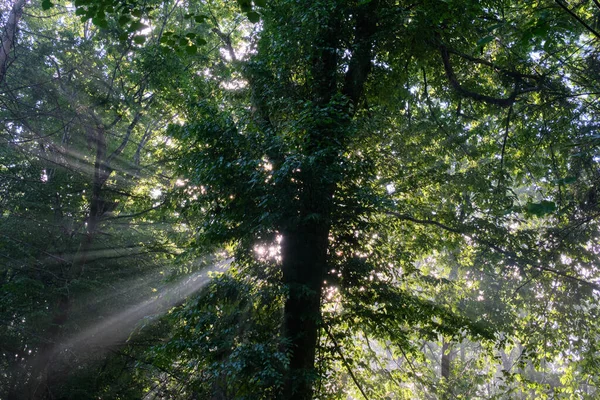 Manhã Cedo Sol Brilhando Através Ramos Chifre Floresta Nebulosa Floresta — Fotografia de Stock