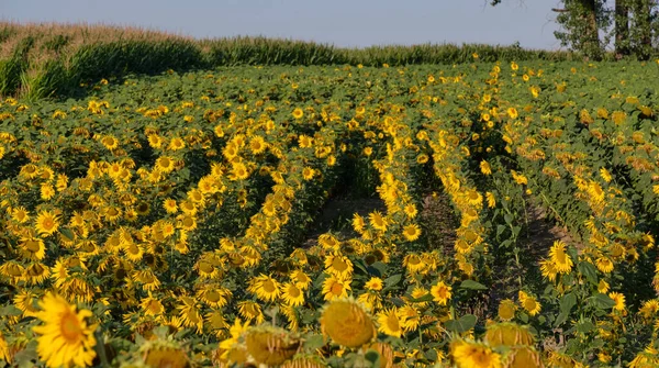 Sunflower Field Summertime Morning Podlaskie Voivodeship Poland Europe — Stock Photo, Image
