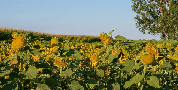 Ripe Sunflower Field Summertime Morning Podlaskie Voivodeship Poland Europe — Stock Photo, Image