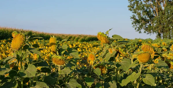 Campo Girasole Maturo Mattina Estate Voivodato Podlaskie Polonia Europa — Foto Stock