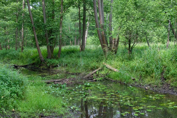 Small Natural Forest River Sunrise Partly Declined Logs Water Bialowieza — Stock Photo, Image