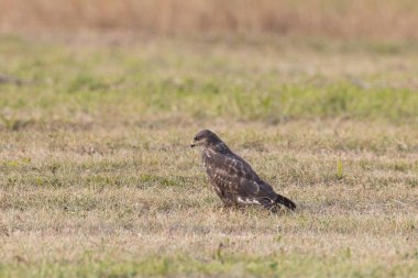 Genel akbaba (Sonbahar çayırında bulanık arka plan, Podlasie Bölgesi, Polonya ve Avrupa 'ya karşı Buteo buteo