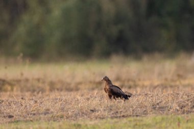 Küçük benekli kartal (Clanga pomarina) tünemekte, Podlaskie Voyvodeship, Polonya, Avrupa