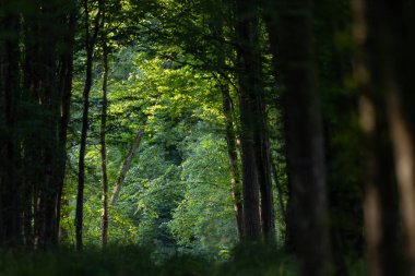 Toprak yol yaz ormanı sisli, Bialowieza Ormanı, Polonya, Avrupa