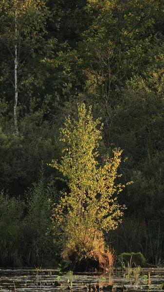 Bétula Prata Comum Juvenil Betula Pubescens Luz Susnset Floresta Bialowieza — Fotografia de Stock