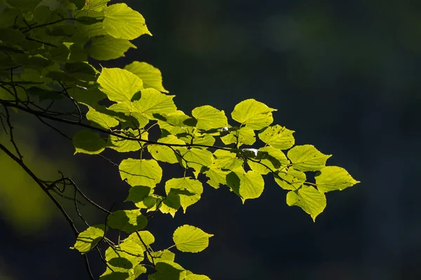 Μικρόφυλλο Άνθος Tiliaa Cordata Κλαδί Δένδρου Οπίσθιο Φωτισμό Δάσος Bialowieza — Φωτογραφία Αρχείου