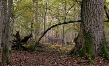 Sonbaharda korna ve meşe ağaçlarıyla enkaz tezgahı, Bialowieza Ormanı, Polonya, Avrupa